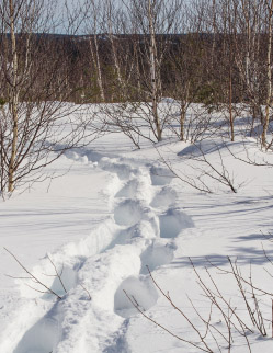 A truly Cree Treatment Program